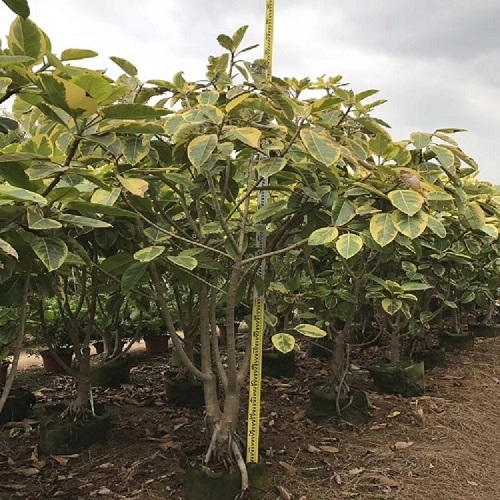 園林景觀工程大量批發(fā)綠化樹叢生富貴榕