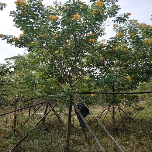 幸輝基地供應(yīng)黃花槐袋苗，四季可種植