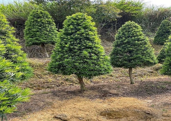 塔型羅漢松樹形古雅種榕翔苗木建美好鄉(xiāng)村