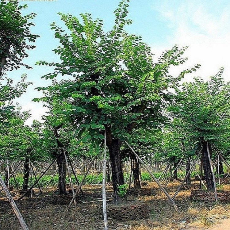 綠化樹苗洋紫荊大量現(xiàn)貨量小支持混批