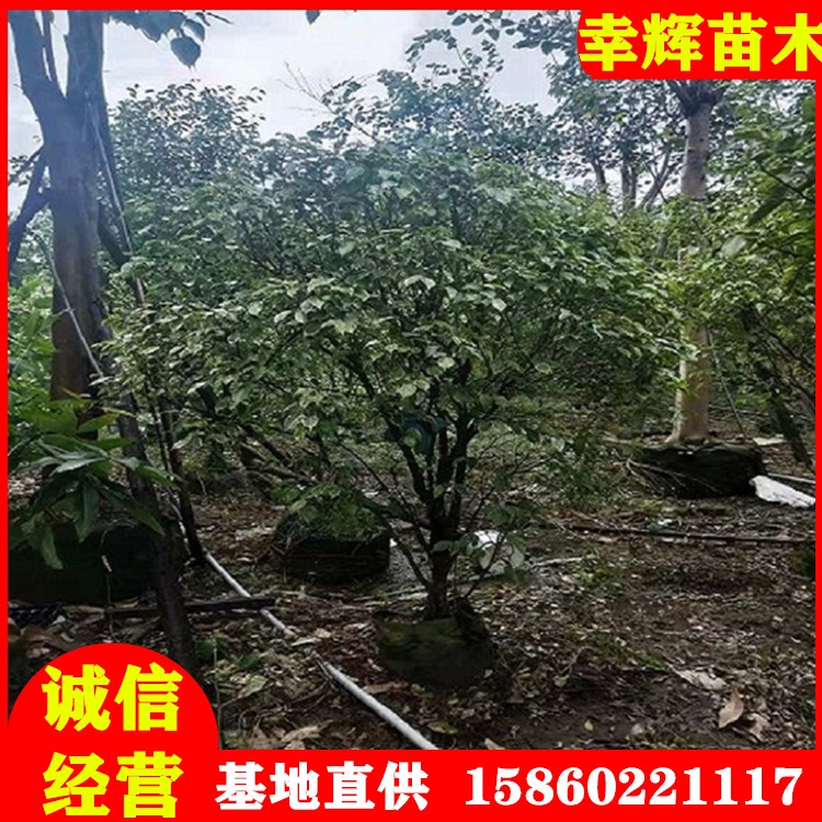 垂葉榕垂葉榕柱袋苗地苗移植苗均有規(guī)格齊全基地批發(fā)