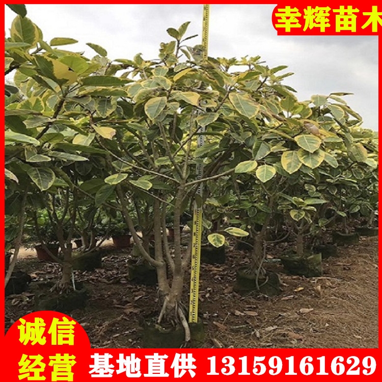 叢生富貴榕基地批發(fā)1.5-3m移植苗基地直發(fā)貨源充足