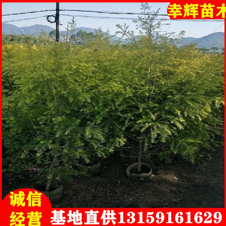 基地批發(fā)黃金寶樹千層金袋苗移植苗大量供應(yīng)黃金寶樹苗規(guī)格齊全