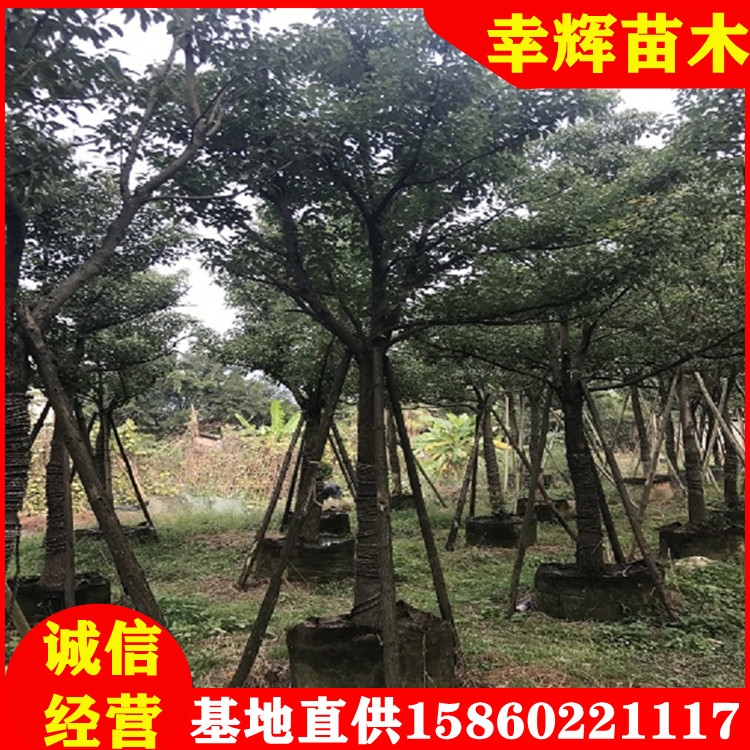 全冠香樟樹苗批發(fā)米徑10-30移植苗多桿香樟基地大量現(xiàn)貨直供