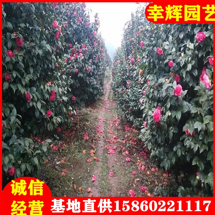 產地直供茶花70-100茶花樹苗袋苗盆苗批發(fā)品種齊全