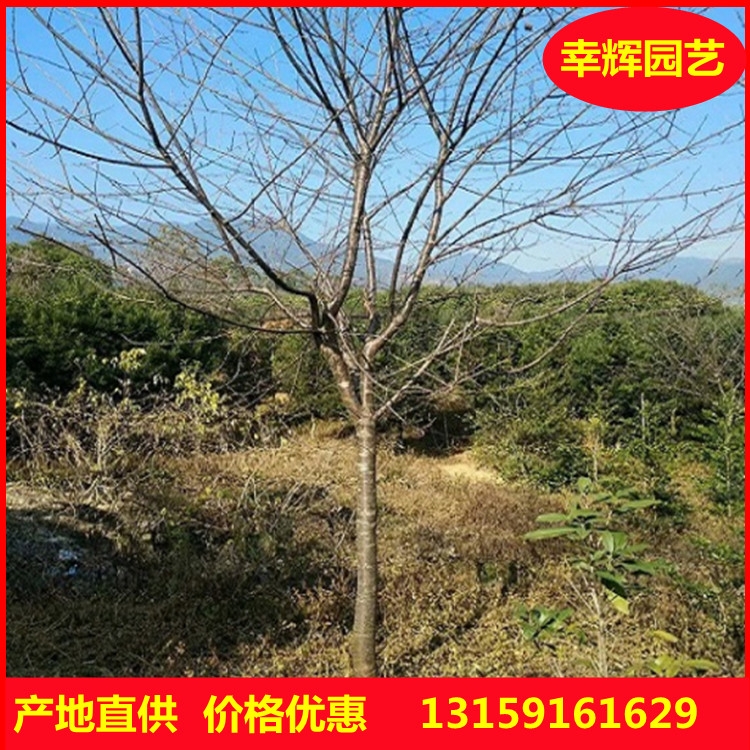 福建山櫻花批發(fā) 產(chǎn)地直供 批發(fā)價(jià)格 庭院鄉(xiāng)村綠化 工程苗木