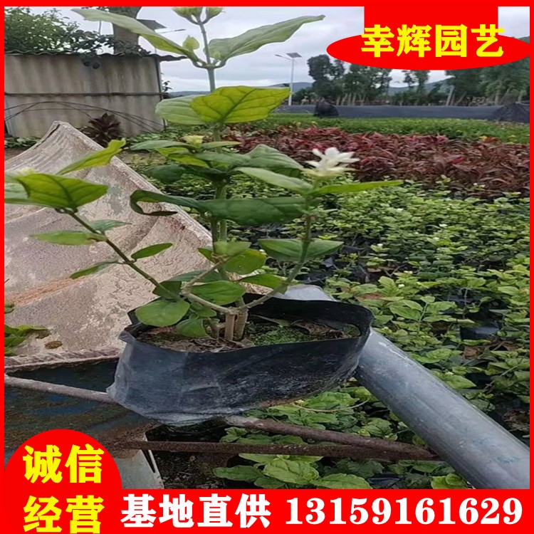 虎頭茉莉批發(fā)盆景杯苗產(chǎn)地大量供應(yīng)虎頭茉莉品種規(guī)格齊全