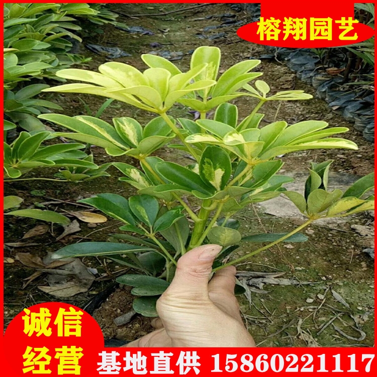 鵝掌柴杯苗批發(fā)20-40基地大量現(xiàn)貨專做綠化苗批發(fā)