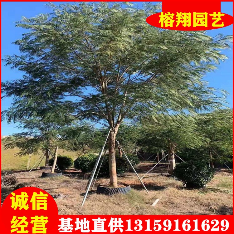 鳳凰木樹苗批發(fā)12-15米徑規(guī)格齊全基地直供綠化苗