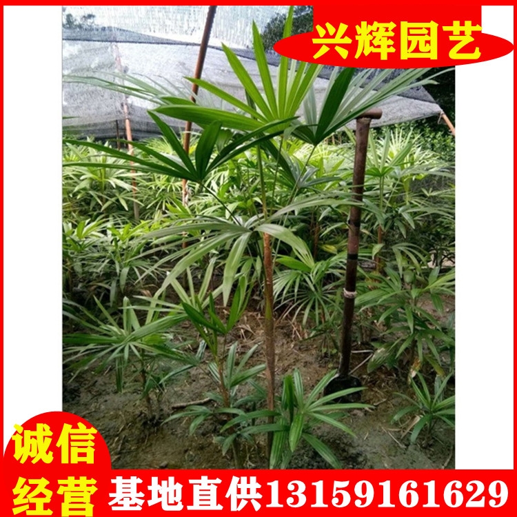 蒲葵小苗扇子樹苗矮蒲葵小苗大量批發(fā)四季常青