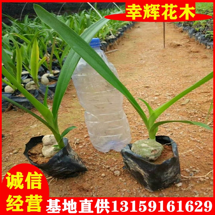 文殊蘭移植苗批發(fā)大量庭院布置地栽盆栽文殊蘭種植基地