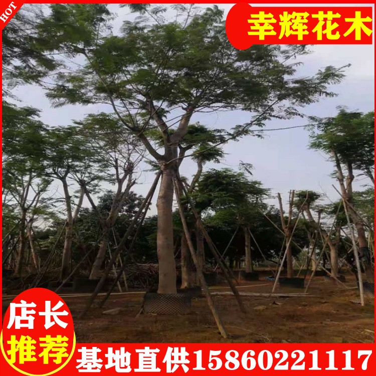 鳳凰木基地價(jià)格鳳凰廠家小區(qū)公園工程苗木各種規(guī)格齊全