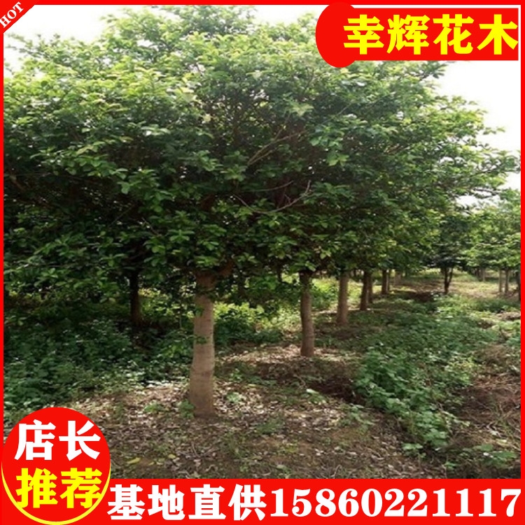 紅皮榕移植苗15-30公分950起