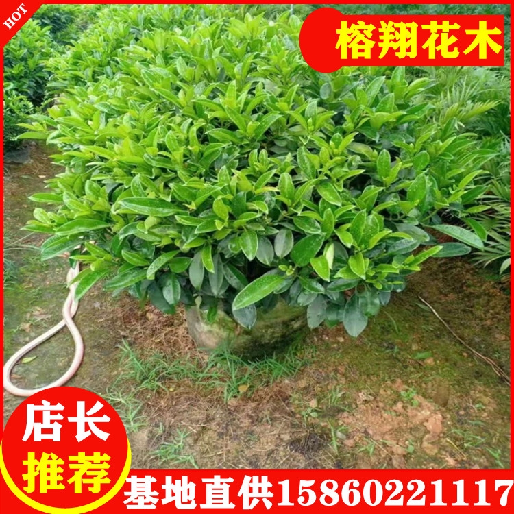 非洲茉莉廠家供應(yīng)室內(nèi)庭院小區(qū)自然型1米60元起