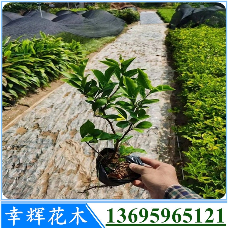 雙色茉莉苗批發(fā)茉莉基地大量現(xiàn)貨白色花易種植物四季開(kāi)花