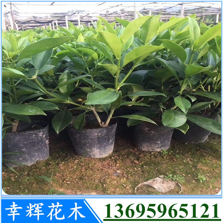 非洲茉莉基地直供茉莉花袋苗盆栽苗品種齊全基地大量現(xiàn)貨