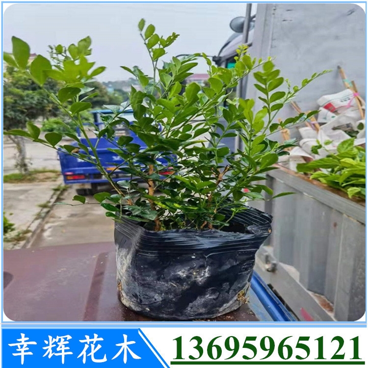 福建苗木種植基地大量供應(yīng)高30--40厘米七里香