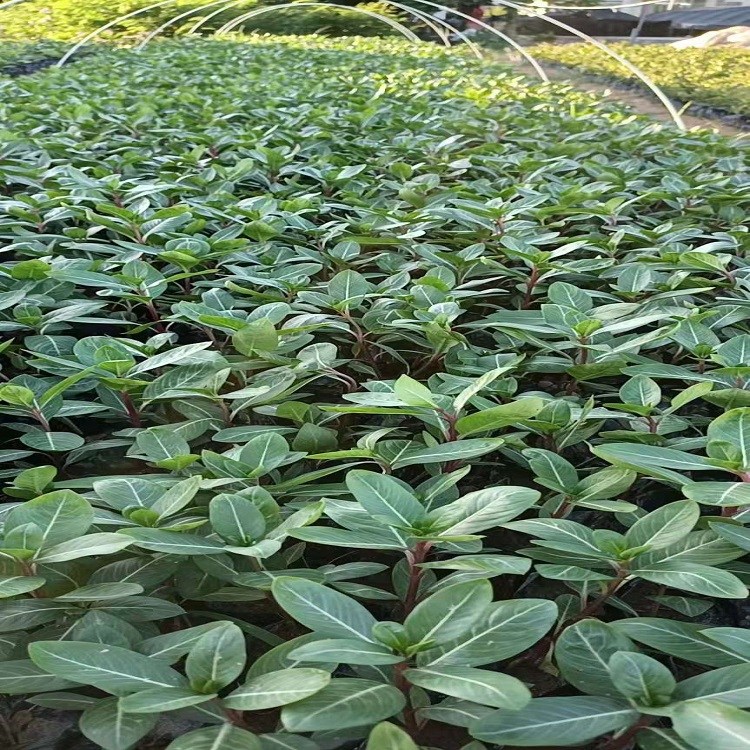 長春花批發(fā)0.45四季開花日日春觀花綠植帶土帶花苗