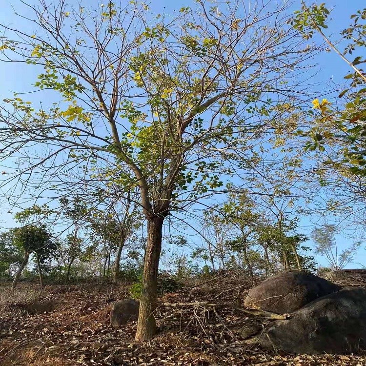 黃花風鈴木批發(fā)產(chǎn)地貨源綠化工程生態(tài)園林基地市政貨10-18公分520起