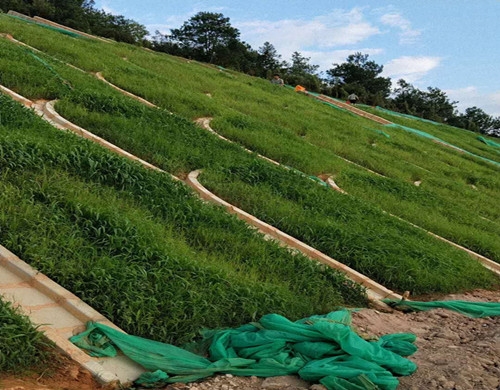 提供礦區(qū)生態(tài)護坡植草專用品種昆明大量批發(fā)