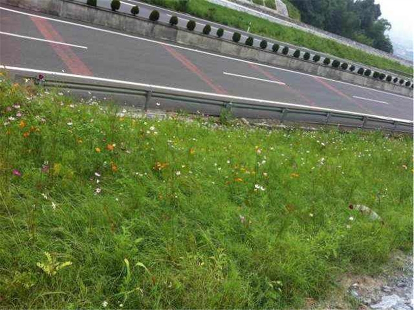 生態(tài)邊坡復(fù)綠植草選用芽率高草籽尋甸縣出售