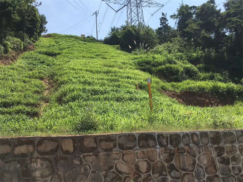 高速邊坡復(fù)綠植草常用草籽昆明市廠家批發(fā)