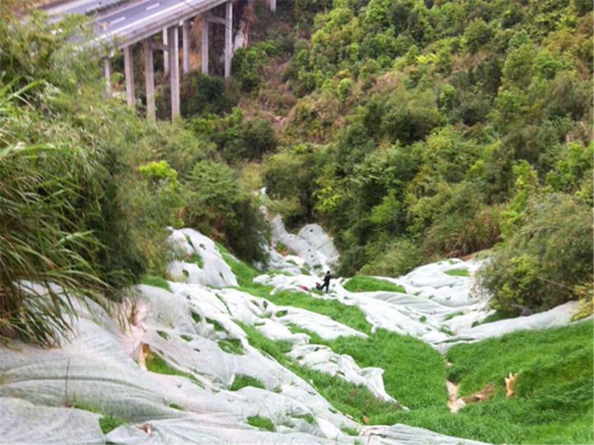 邊坡復(fù)綠植草防護(hù)專用山毛豆種子昆明批發(fā)商