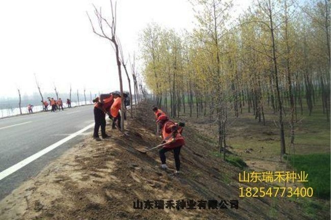 高羊茅草種子如何種植沙打旺