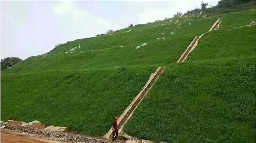 狗牙根草種子有價格沙打旺