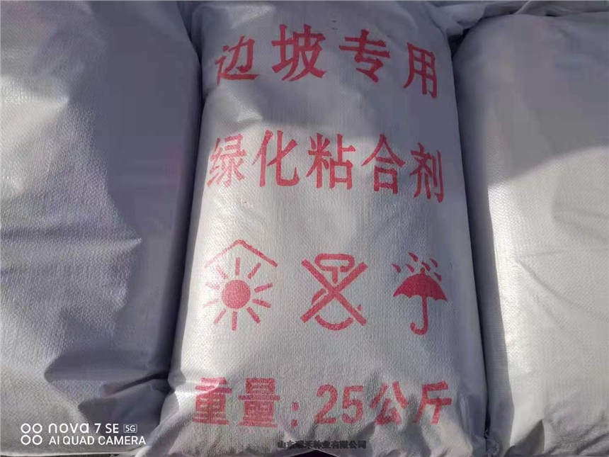 護坡草種子種植圖片黑麥草