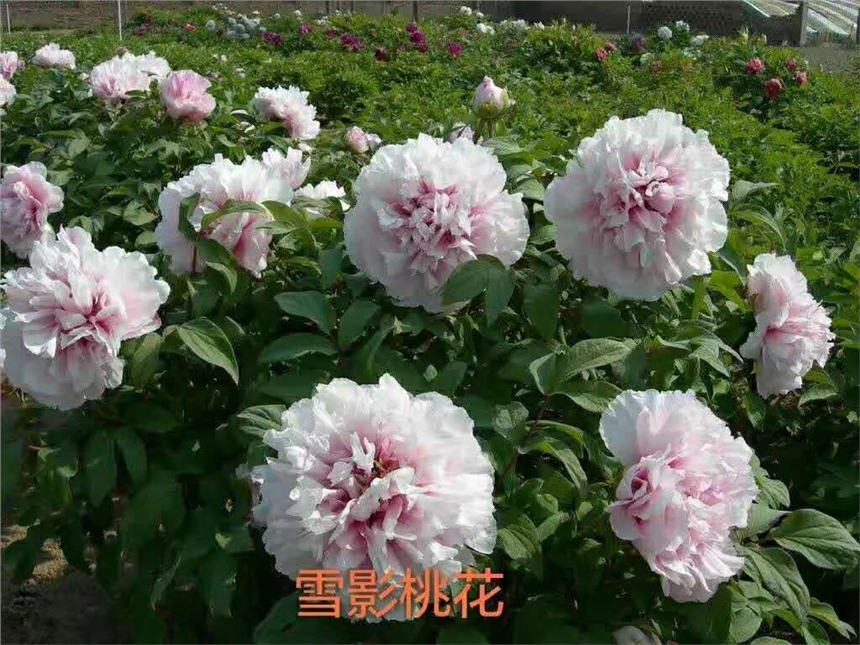 菏澤牡丹種苗牡丹花