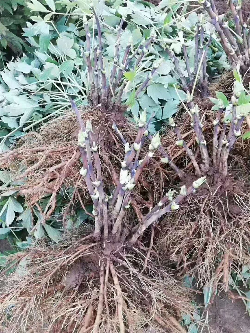 鮮切花芍藥苗出售芍藥種苗