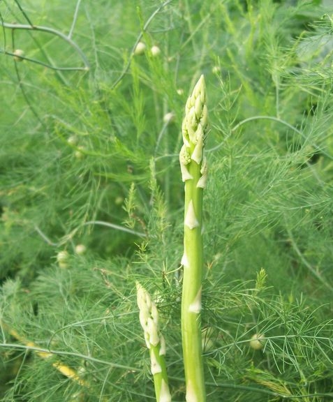 種植蘆筍所需的條件