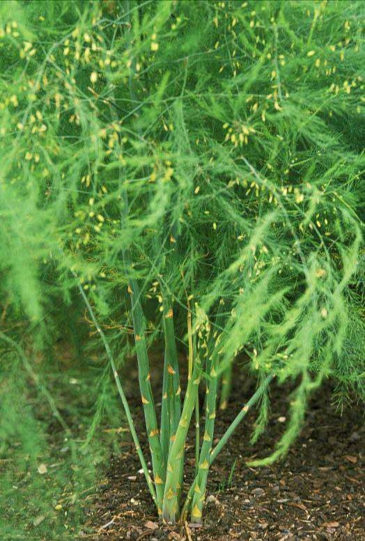 曹縣晟豐種植何時種植蘆筍