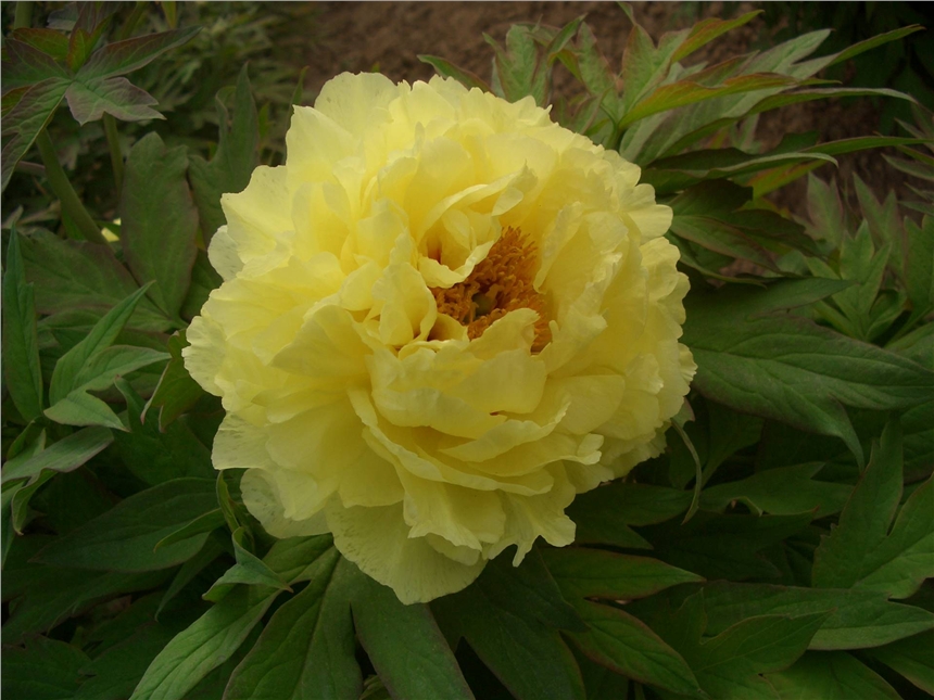 芍藥種植基地 芍藥苗一棵多少錢