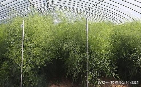 種植一畝蘆筍苗大概需要多少錢