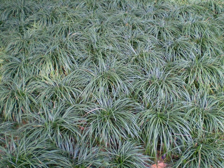 專業(yè)種植觀賞牡丹 觀賞芍藥花苗基地