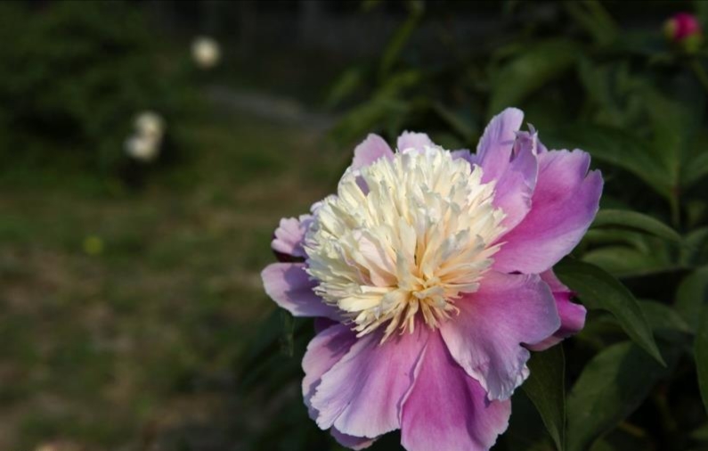 洛陽(yáng)觀賞芍藥種植基地