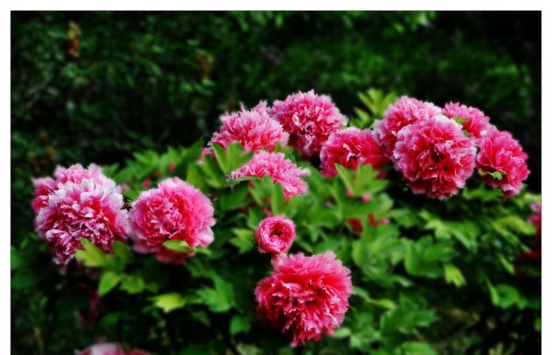 河南芍藥花苗 鮮切花種植基地