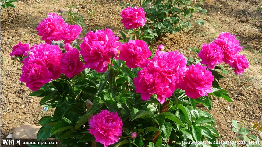 西安種植觀賞牡丹 芍藥花苗