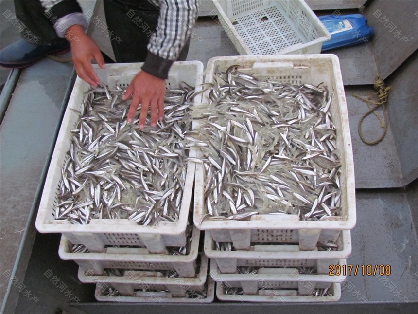 水庫(kù)投放公魚卵價(jià)格 池沼公魚受精卵銷售 水庫(kù)投放公魚卵價(jià)格