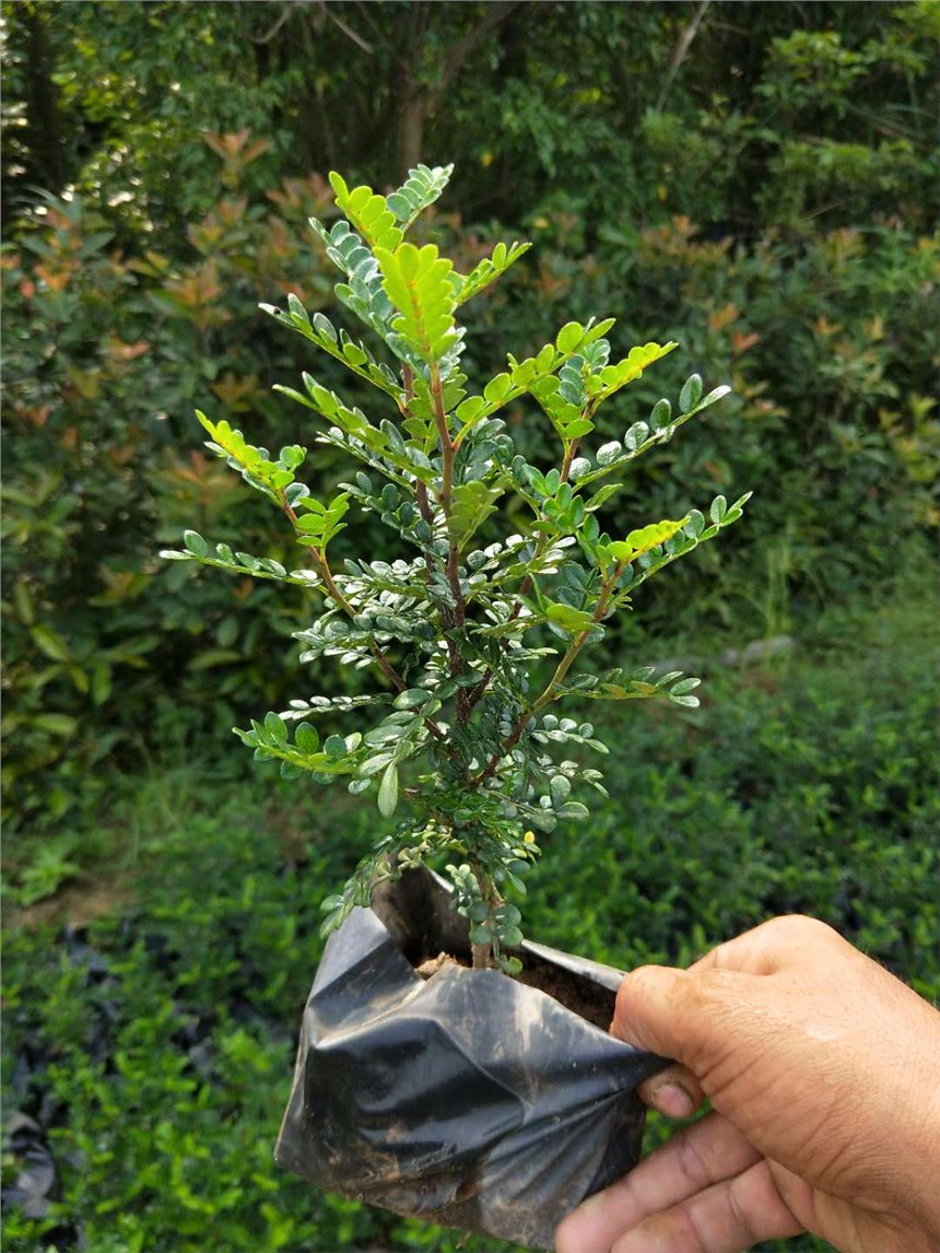 湖南胡椒木大量銷售地苗供應(yīng)易成活品質(zhì)高