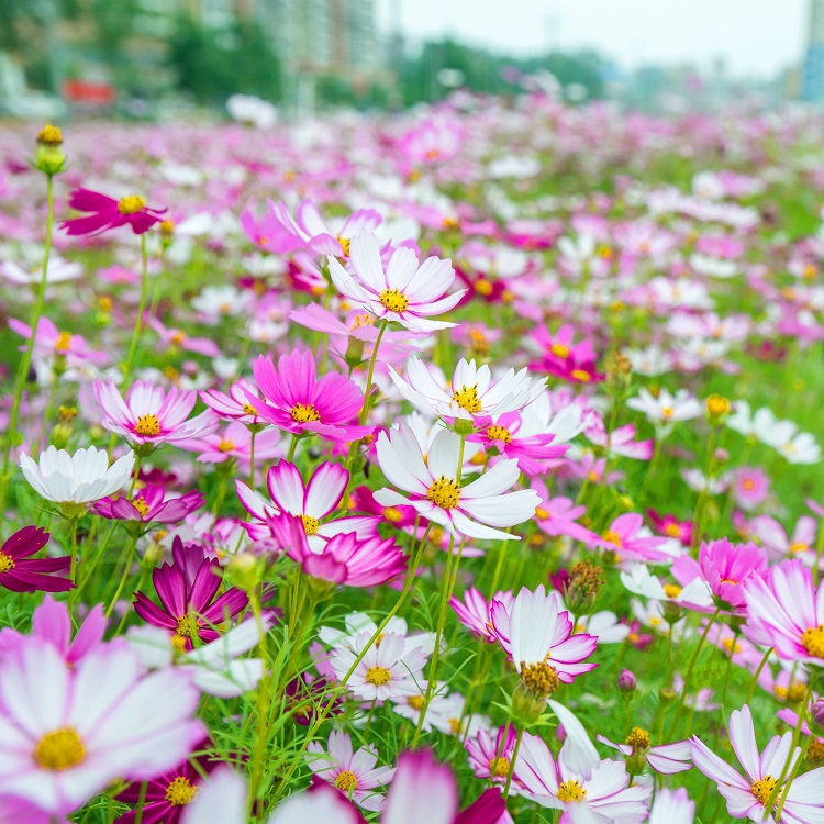 廣西眾興生態(tài)波斯菊種子打造花海花卉格?；ㄗo(hù)坡固土邊坡綠化花種批發(fā)