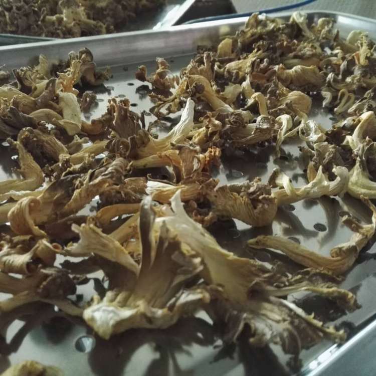 空氣能食用菌烘干機(jī)丹萊12P節(jié)能電烘干房全自動(dòng)烤房