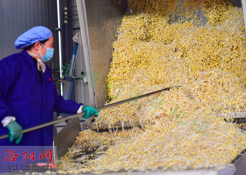 大型豆芽生產(chǎn)線房間式淋水線工廠供應(yīng)永順利豆芽機(jī)