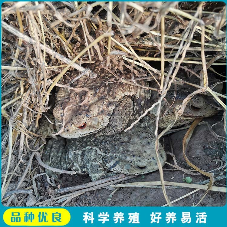 癩蛤蟆活體供應(yīng)成年癩疙寶養(yǎng)殖疥蛤蟆活體基地