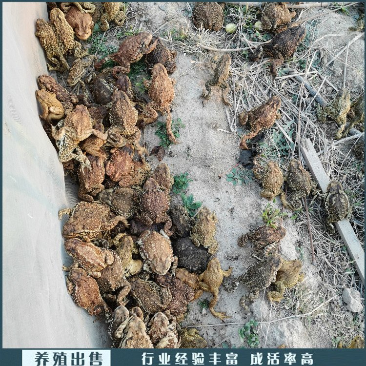 華榮蟾蜍雜交疥蛤蟆疥蛤蟆養(yǎng)殖養(yǎng)殖出售