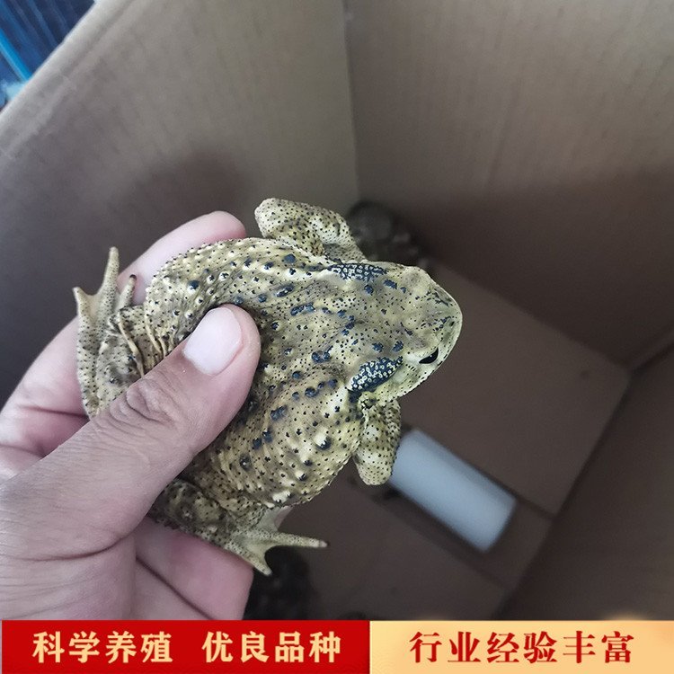 大體蟾蜍價格癩蛤蟆改良供應(yīng)癩疙寶活體銷售