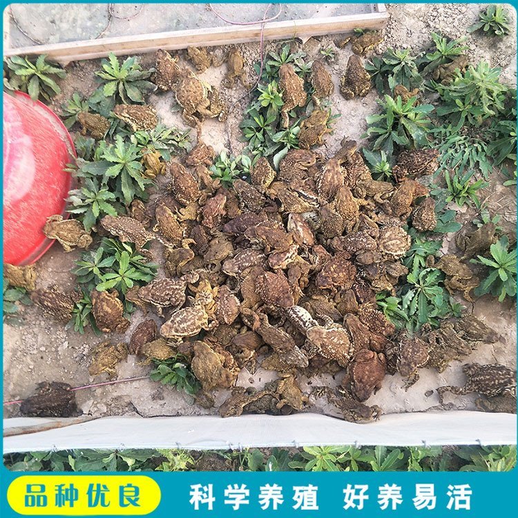 雜交癩蛤蟆銷(xiāo)售癩蛤蟆活體廠家公蟾蜍圈養(yǎng)養(yǎng)殖