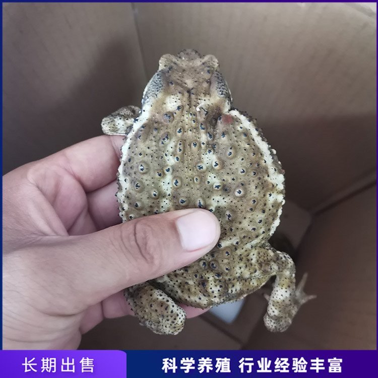 蟾蜍大體價格癩蛤蟆散養(yǎng)出售蟾蜍活體報價